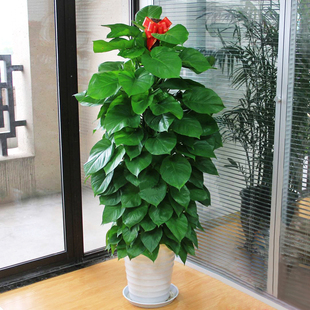 重庆大绿萝柱开业盆栽室内大型绿植客厅植物办公室，净化空气除甲醛