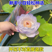 睡莲水培植物四季水养荷花水莲花盆栽花卉水池塘大睡莲根块带花苞