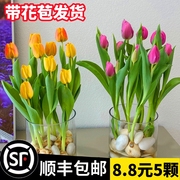 郁金香水培花卉植物室内花，四季开花种球盆栽花，苗土培水养好活绿植