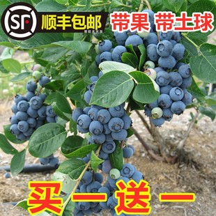 蓝莓树果苗带果蓝莓苗，盆栽南北方种植兔眼特大阳台，果树苗当年结果