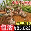 特大车厘子树苗嫁接大樱桃树苖南方北方四季种植庭院别墅果树果苗