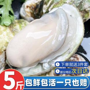 乳山生蚝鲜活5斤整箱特大10海鲜水产海蛎子新鲜牡蛎