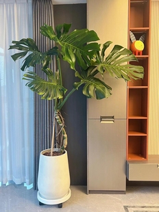 龟背竹大盆栽大叶开背，植物室内客厅老桩吸甲醛净化空气真绿植