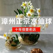 单瓣 2颗正宗漳州水仙花水培种球植物种子盆栽花卉大小可选