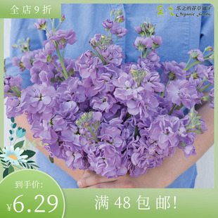 进口切花紫罗兰种子卡兹淡蓝紫色，katz四季阳台，庭院盆栽鲜花