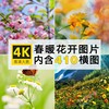 4K高清春暖花开唯美春天花海花朵电脑ipad绿色壁纸护眼图片素材