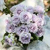 霁色灌木月季玫瑰花苗蓝紫色，耐热浓香庭院阳台植物