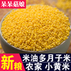 今年新小黄米500g米油多新米黄小米小黄米煮粥吃的小米粗粮小米子