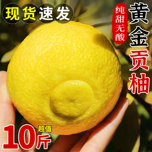 湖南黄金贡柚10斤新鲜柚子，当季孕妇水果正宗黄肉柚子贡柚蜜柚