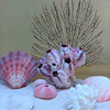 纯天然鱼缸装饰造景摆件全套，珊瑚贝壳藤壶底沙套装成品