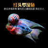 红头罗汉鱼活体观赏鱼泰国金花，元宝鸿运罗汉鱼小鱼苗德萨亚成起头