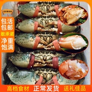 两斤装净重4~6只 东山岛鲜活青蟹螃蟹公蟹燕母处子蟹菜鲟一级肉蟹