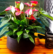 成都植物销售室内盆栽红掌组合办公室，客厅茶几花卉生日送礼绿植