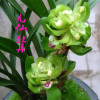 春兰奇花非常容易养绿植盆栽 九仙牡丹 天蓬牡丹桂林牡丹带花芽