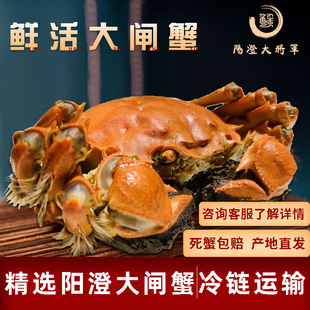  阳澄湖大闸蟹母2.8两8只全母鲜活特大江苏苏州海鲜水产螃蟹