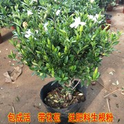 独杆大叶小叶雀舌栀子花，盆栽室内外四季花卉植物开花浓香型带花苞