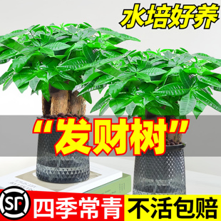 水培发财树小盆栽2025新年招财树办公室内桌面绿植物吸甲醛好养活