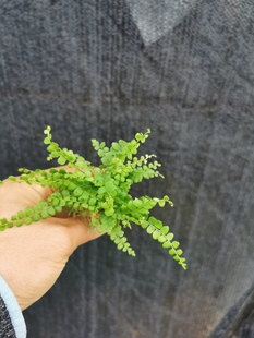 纽扣蕨小苗适合做微型景观植物室内植物，水培植物净化空气美观