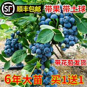 蓝莓树果苗带果蓝莓苗，盆栽果树苗，当年结果南北方种植兔眼特大阳台