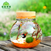 marimo幸福海藻球造梦瓶微景观生态瓶创意迷你水培植物小盆栽