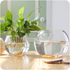 室内绿萝水培花盆透明玻璃花瓶大号花卉水养植物器皿鱼缸客厅摆件
