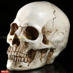 1 1树脂骷髅头绘画人头骨艺用人体肌肉骨骼解剖头骨模型美术