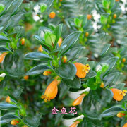 金鱼吊兰盆栽 室内四季常绿开花植物 多年生绿植