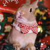过年兔子衣服兔兔垂耳兔侏儒兔宠物小兔子口水巾春节围脖新年装扮