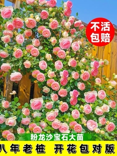 藤本月季蔷薇花苗特大花树庭院爬藤植物花卉盆栽阳台玫瑰四季开花