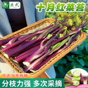 红菜苔种籽盆栽紫菜苔白菜薹种子广东丰产红菜心四季播种蔬菜种孑