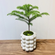 南洋杉盆栽四季耐旱耐寒绿植室内办公室桌面易养植物净化空气绿植