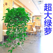 绿萝盆栽室内花除甲醛超大绿箩长藤净化空气植物客厅垂吊新房