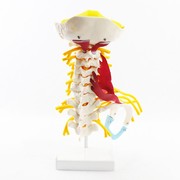 人体颈椎模型颈臂丛神经，肌肉模型人体，骨骼标本模型寰枢关节疼痛