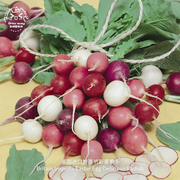 樱桃水果萝卜种子混合复活节彩蛋英国进口紫萝卜庭院阳台盆栽蔬菜