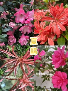 73-96种杜鹃花一龄苗陶菊茹 日之出云 秋霞 初音潮 春桃 萤灯薰风