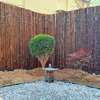 防腐竹篱笆栅栏围栏户外花园，装饰庭院民宿，日式碳化防腐隔断竹子墙