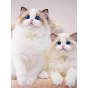 布偶猫幼猫蓝双海双色纯种，血统宠物猫舍长毛，布偶幼崽仙女猫咪活物