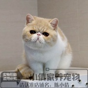 赛级加菲猫宠物猫活体异国，短毛幼猫水滴眼包子脸乳白梵文小猫x