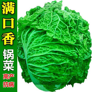 火锅白菜种(白菜种)子叶多无筋，高产抗病秋季大田，耐贮耐运麻叶大白菜蔬菜种