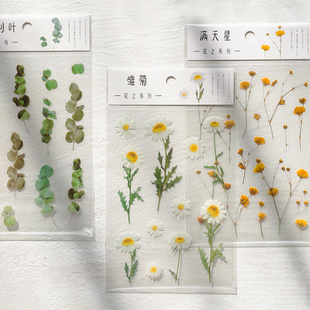 花之系列PET防水透明手账贴纸清新植物小雏菊装饰手帐素材
