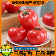 辰颐物语爱琴海番茄自然熟西红柿4.5新鲜沙瓤大番茄生吃水果柿子