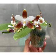 玛丽娅兰园蝴蝶兰，盆栽咖啡糖果原种趣味，蝴蝶兰兰花