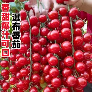 香甜瀑布小番茄种子圣女果樱桃西红柿种籽四季盆栽水果蔬菜种子苗
