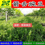 箭舌豌豆种子田林果园，固氮绿肥籽青饲料，牧草景观花卉蜜源植物