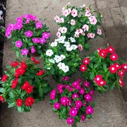 观赏花卉种子易种活长春花种子室，内外庭院阳台，盆栽植物鲜花卉种籽