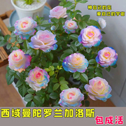 稀有品种浓香型四季开花玫瑰老桩盆栽花卉室内外观花月季