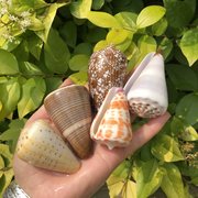 天然海螺贝壳大理石芋螺寄居蟹卷贝鱼缸造景水族箱装饰品标本螺