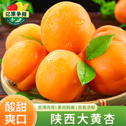 陕西大黄杏子新鲜水果5斤当季酸甜杏子特大金太阳杏青绿整箱