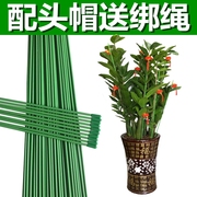 金钱树(金钱树)兰花蝴蝶兰，支架花卉绿植爬藤花架杆，植物支撑杆园艺包塑铁丝