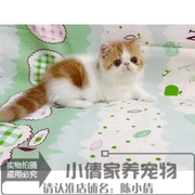 加菲猫宠物猫异国短毛猫家养纯种加菲，短毛猫幼猫活体红白梵弟弟x
